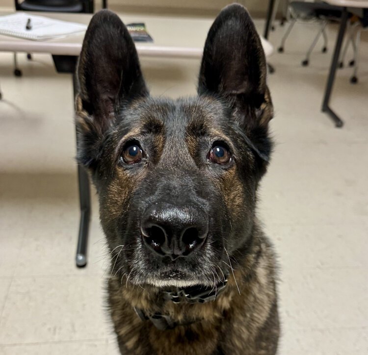 Leo joined the department in September 2020 and is trained in search and recovery and article tracking