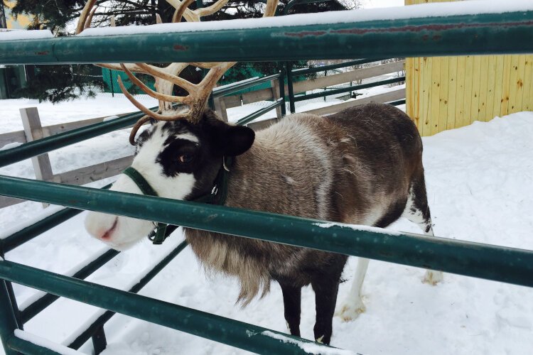 One of Santa's reindeer visits Midland Santa House