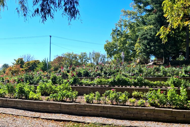 The eight-terraced garden showcases more than 340 dahlia varieties among 3000 plants. They range from small pompons to large dinner-plate blooms.