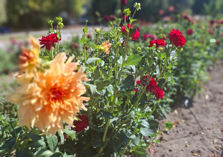 Established in 1992 by artist and educator Charles Breed, Dahlia Hill is both a botanical garden and an outdoor art exhibit.