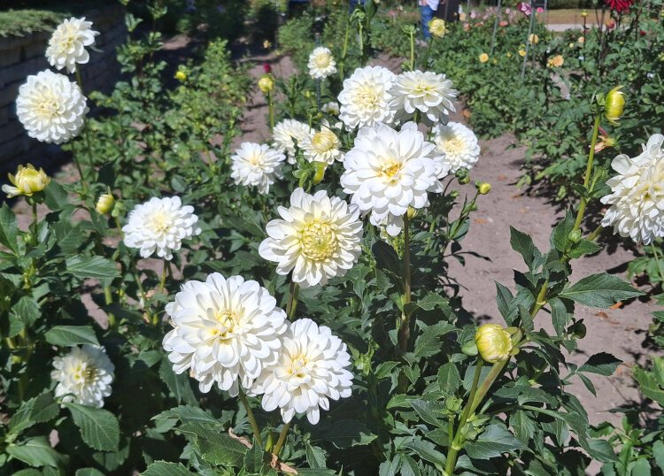 The dahlias bloom throughout the summer and reach their peak beauty from July through mid-October
