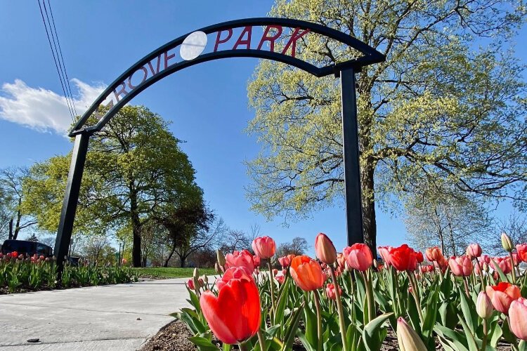 Tulips growing outside Grove Park