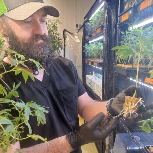 Lead cultivator, Levi Henning holds a young cannabis plant.
