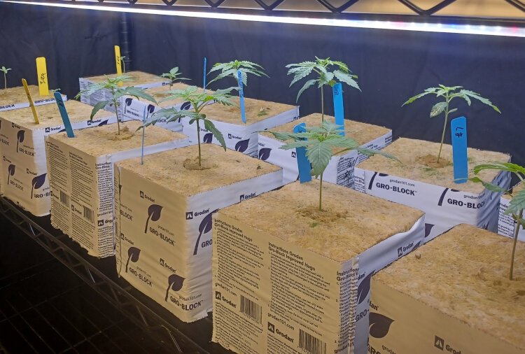 An example of clones waiting to grow in one of the many rooms. 