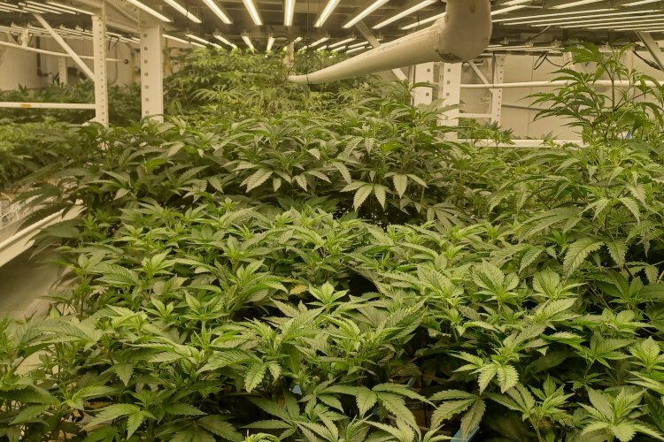 Cannabis plants thriving in one of Emerald Fire's grow rooms.