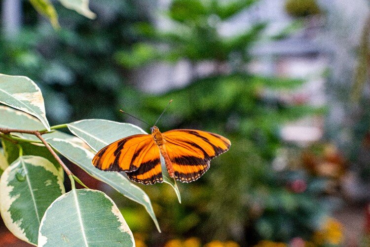 Butterflies in Bloom debuted at Dow Gardens in 1998.