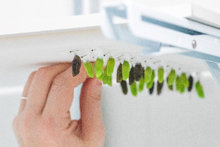 Dow Gardens has two viewing windows in the conservatory to see the chrysalis.