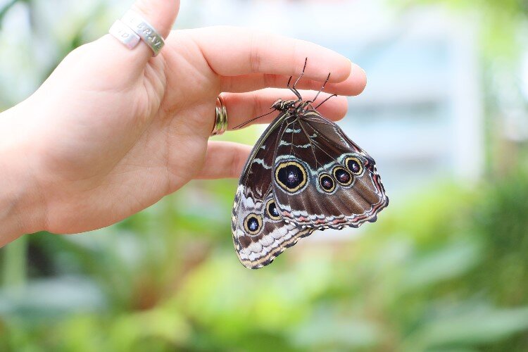 "They're fragile. We never touch their wings or grasp them."