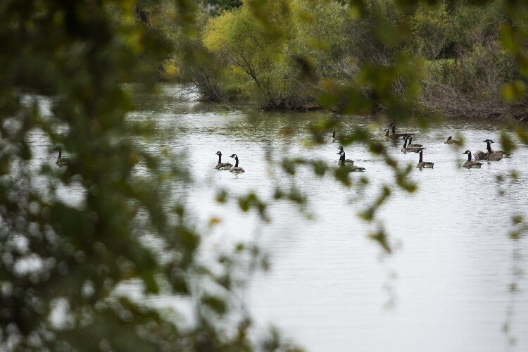 A large gaggle of geese swim in a large pond at Pinecrest Farms in Midland.
