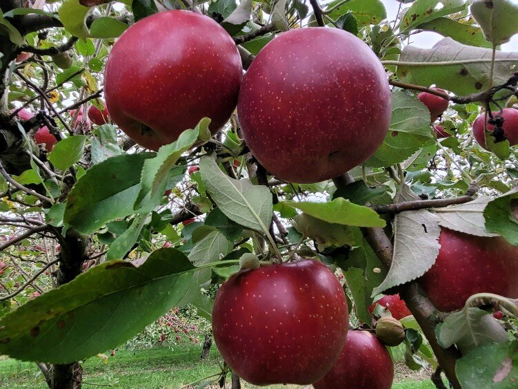 Opalescent is a dark red, all purpose apple, introduced in 1880.