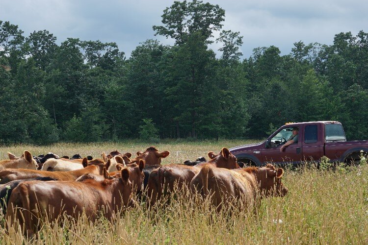 When it’s time to herd the cows, sometimes all Jon has to do is call them.