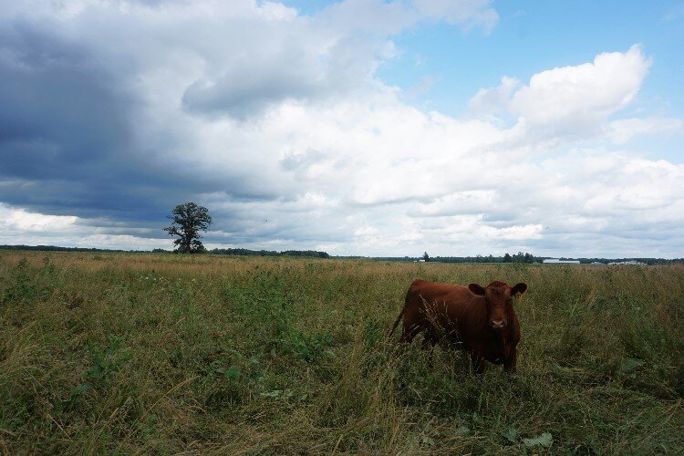 Grass-fed beef is more nutritious than grain-fed and may be more beneficial to the environment than traditional farming practices.