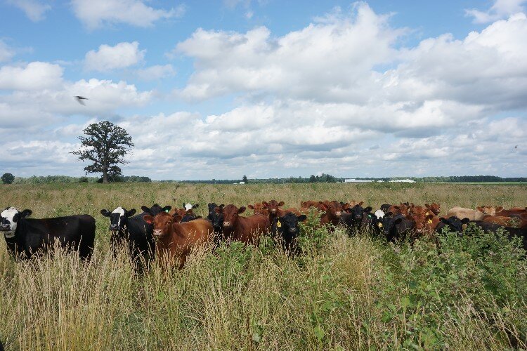 For beef to be considered grass-fed, the cattle must be fed only grass from birth until harvest. That includes fresh grass or hay.