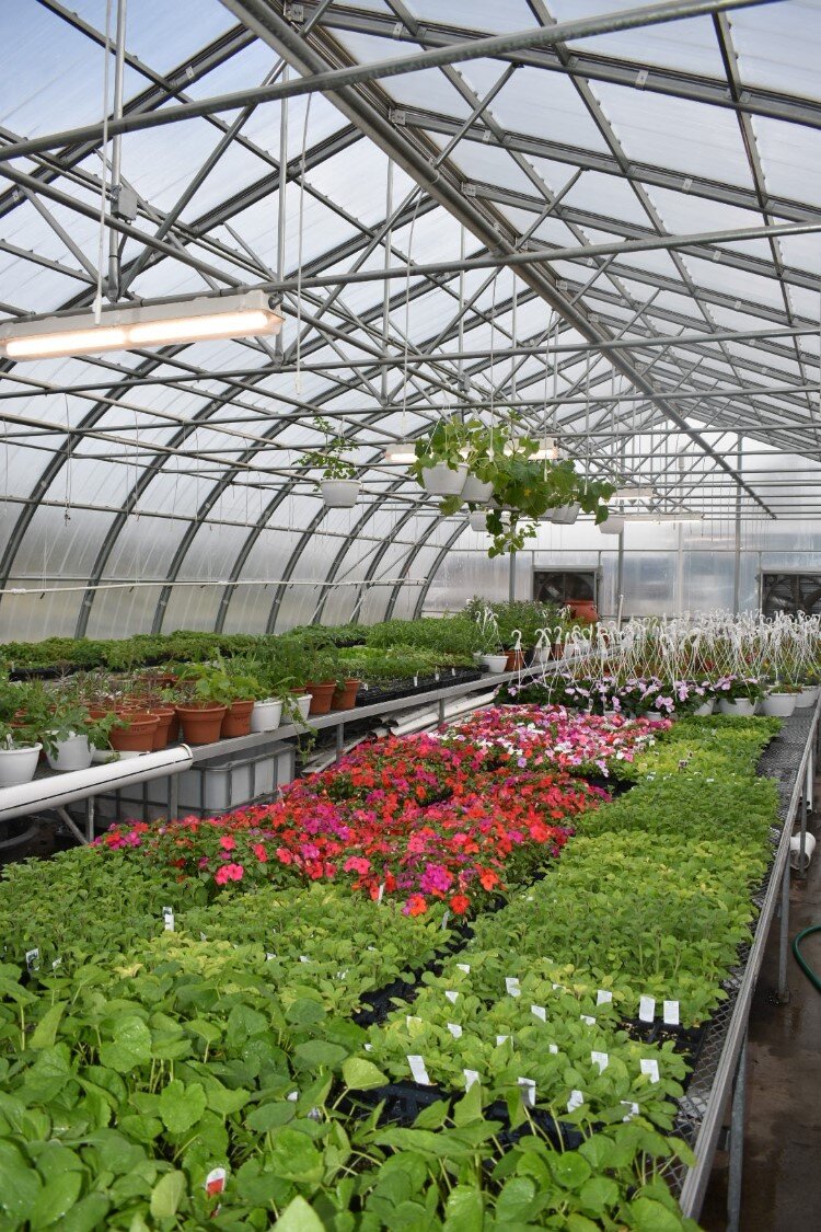 Coleman Agriscience greenhouse full of plants before the annual plant sale held on May 7.