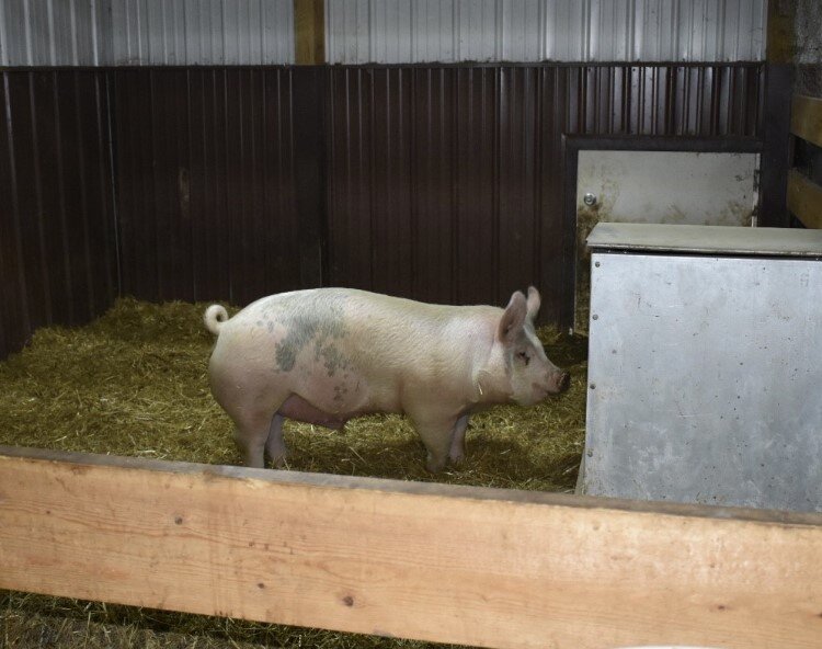 The students do all of the work, some even devoting nights and weekends to caring for plants, crops and livestock.