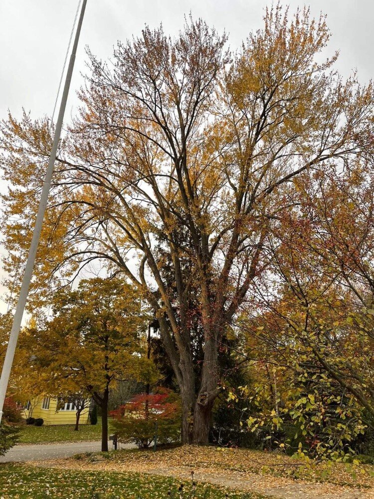 The century old tree on the former McGregor farm.