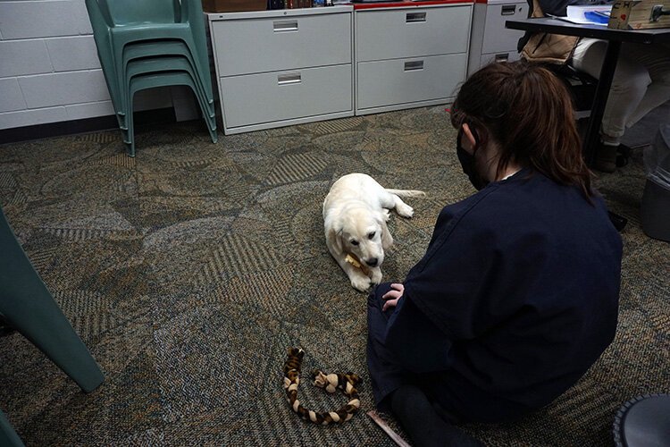 Marley is one of JCC’s therapy dogs. She was donated by Kathryn Bolinger, an attorney who has had many of the youth she has represented placed at the JCC.