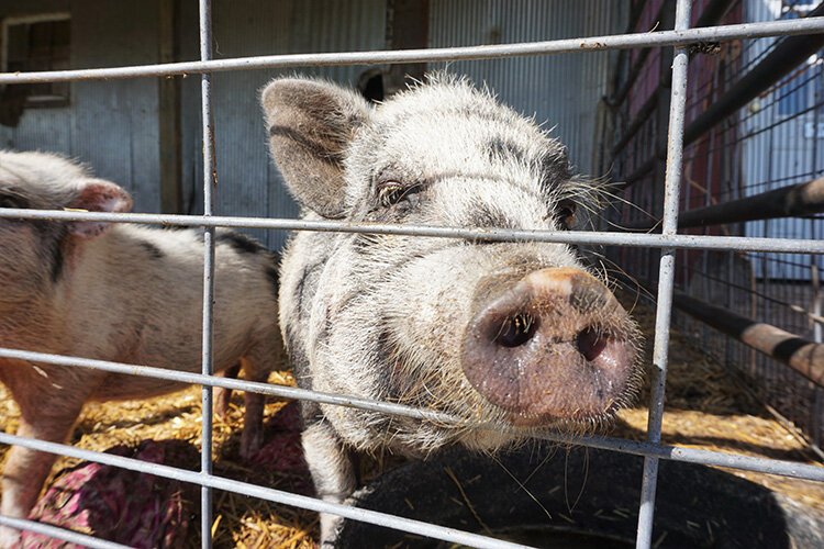 Tulip and Clementine are Juliana pigs. Come see them at Grandma's Pumpkin Patch.