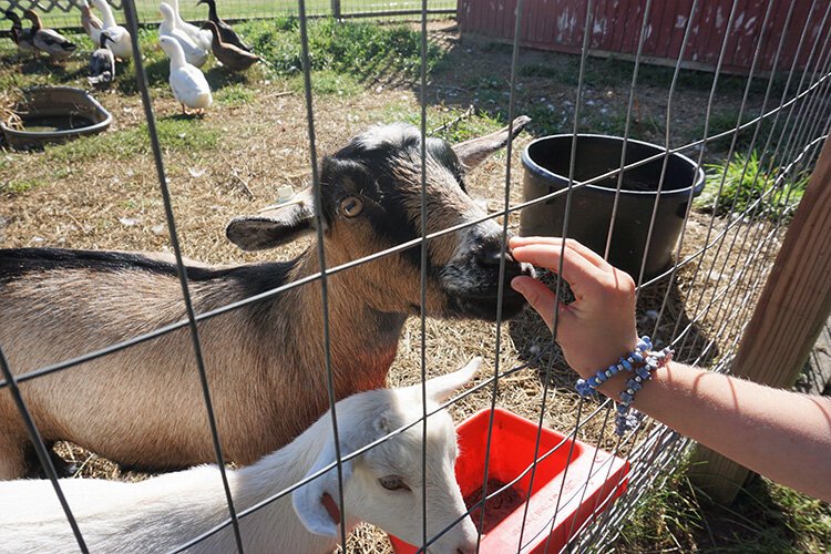 Cocoa, a 3-year-old Nigerian dwarf goat, and Roxie, a Nigerian dwarf goat born earlier this year, love meeting new people.