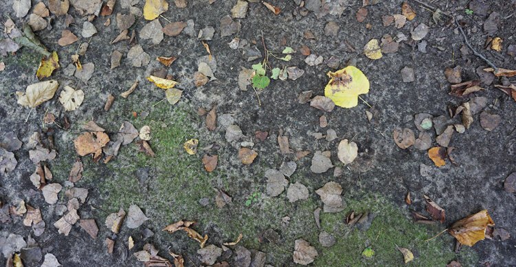 Looking for a way to give back? United Way of Midland County is holding a Flood Survivor Fall Clean-Up on Sept. 30.