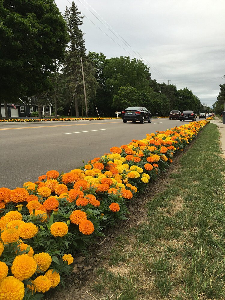 This year, marigolds will be planted on the 2.5 mile stretch on Eastman from Wackerly to Buttles.