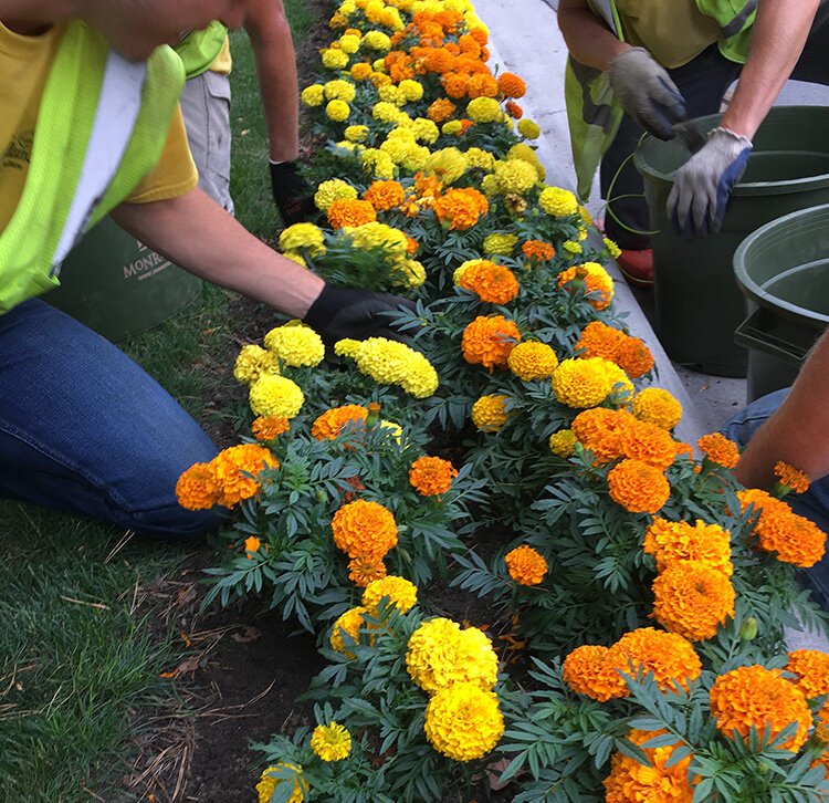 While the event is entirely outside, volunteering will look slightly different this year due to COVID-19 precautions. Volunteer groups are asked to wear masks and stay distanced while planting.