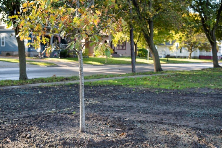 A group of friends raised money for a memorial tree on the property in honor of Parks and Recreation manager Marcie Post’s late son Julian, who passed away at just 11 weeks old in 2018.