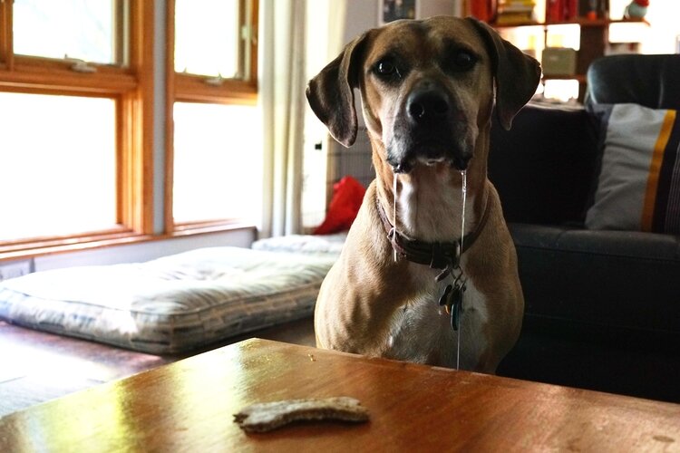 Local dogs say the dog treats pass the test for 'most drooled over' treat in town.
