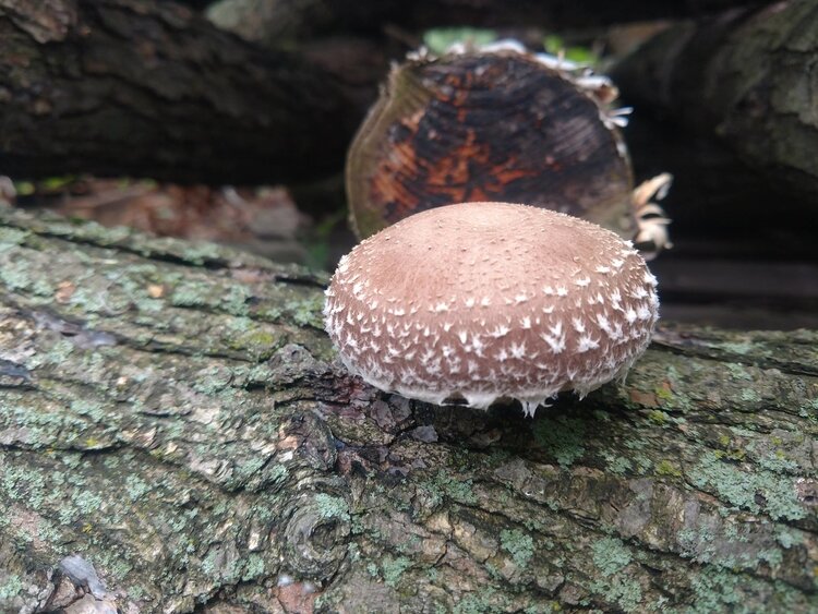 Mushroom are grown on logs or in bags of straw or sawdust.