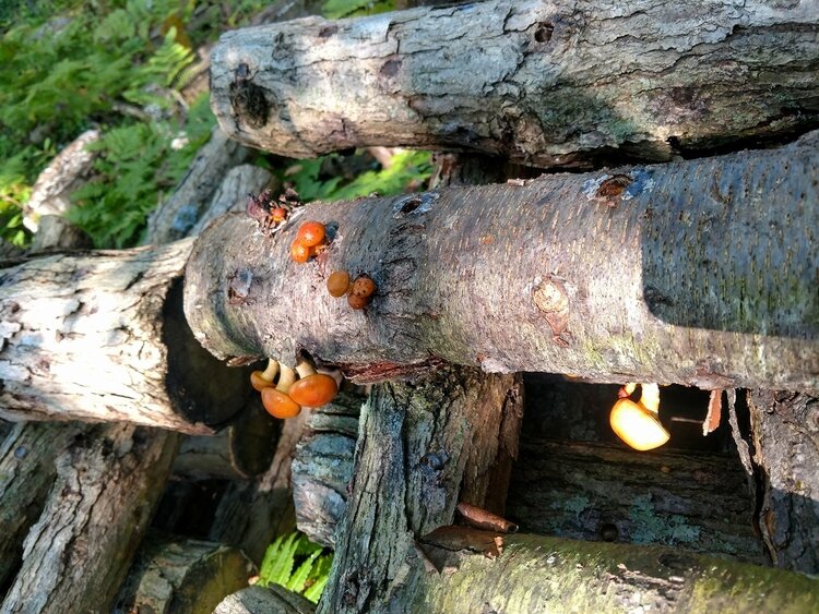 Currently Udder Bliss Farm grows about 10 varieties of mushrooms.