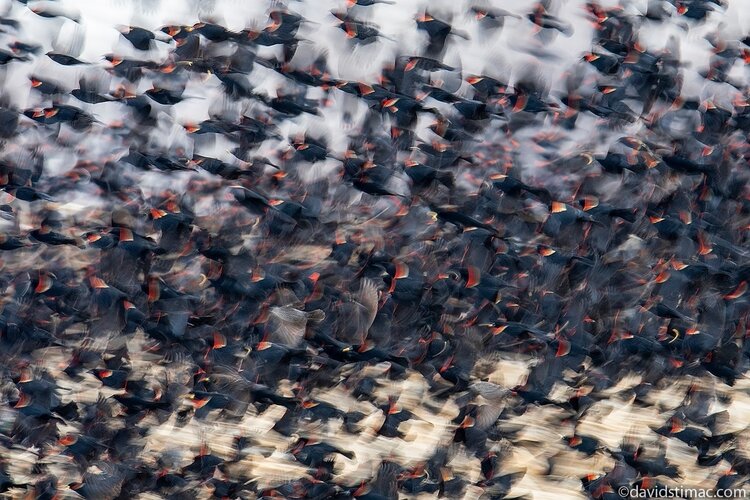 Red-winged Blackbirds, spring in South Dakota, nature photography from David Stimac Photography. (PC: David Stimac Photography)