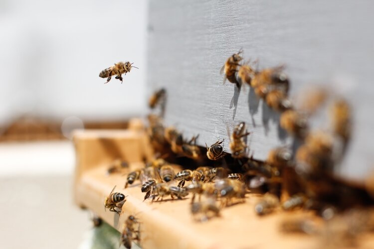 If you've ever wondered about beekeeping, Dow Gardens has the resources to get you started.