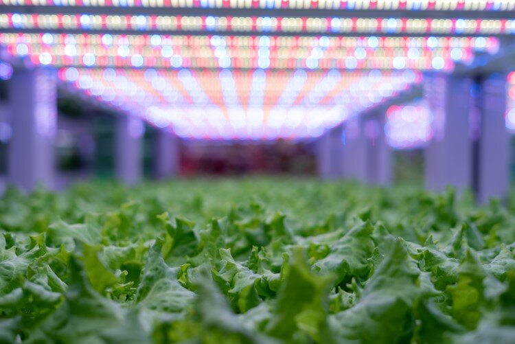 Multiple varieties and sizes of plants means the prospect for growth and a diversity of crops that Arnold Farms can produce.