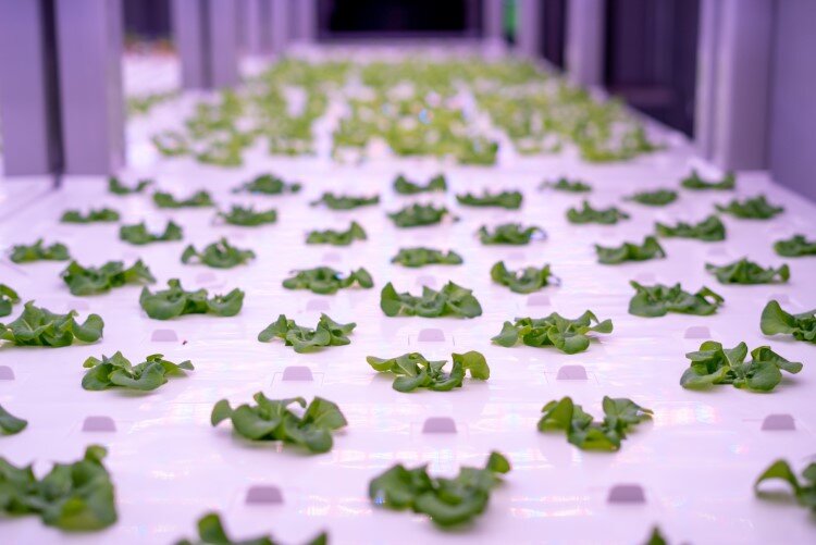 The indoor farm has approximately 6,000 square feet of space and capacity for 26,000 plants. 