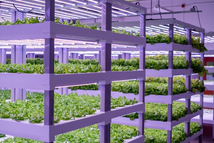Arnold Farms also produces microgreen whicg grow just 10 to 12 days before being harvested