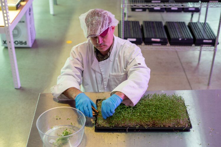 Workers wear protective suits at Arnold Farms.
