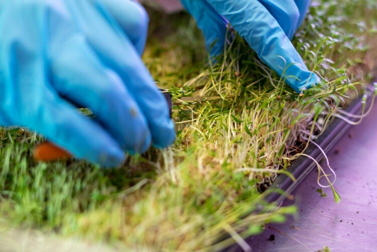 Microgreens are harvested after 10-12 days.