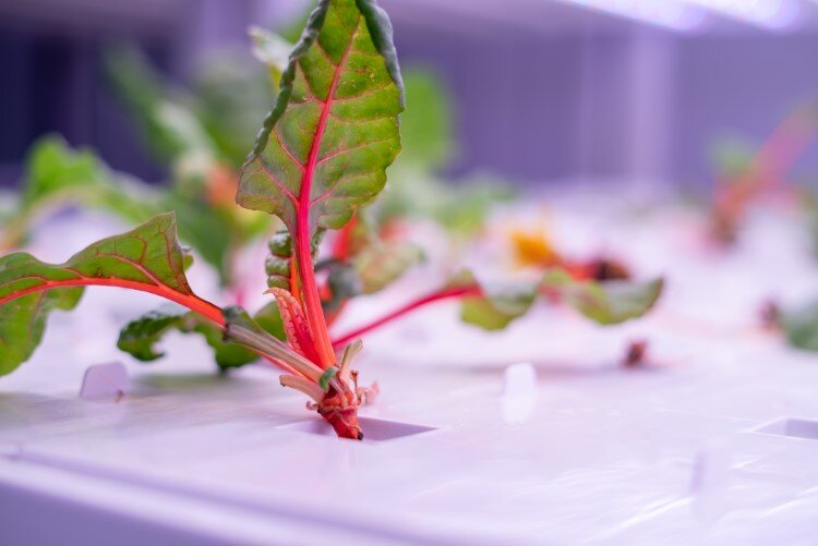 12 to 14 full- and part-time employees work at the indoor farm. 