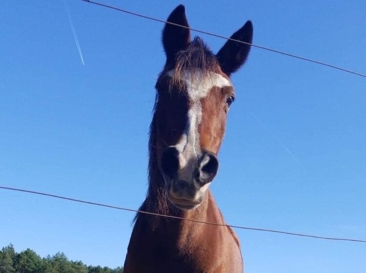 The team at HopeWell Ranch includes 16 rescue horses, 20 chickens, five goats, five ducks and three rabbits.