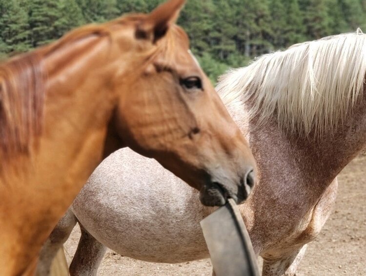 Horses have an intuitive way of knowing what is going on internally.