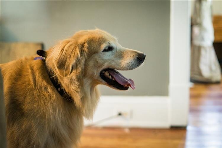 A great resource that is available is working with a service dog once a person has learned adaptations on their own.