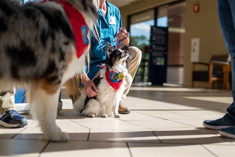 “The dogs have to have outstanding temperament, good obedience, and good citizenship,” says Wackerle.