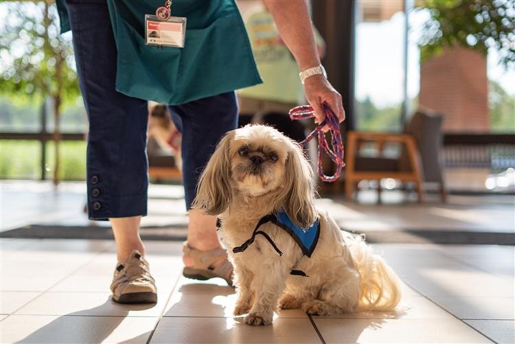 Therapy dogs can offer familiarity in an otherwise daunting space.