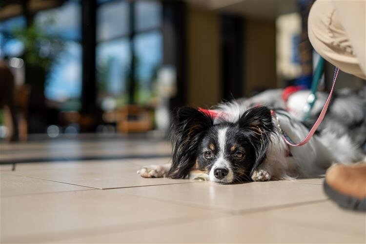 MidMichigan’s Cosmic Canine Cure Program started in 1992.