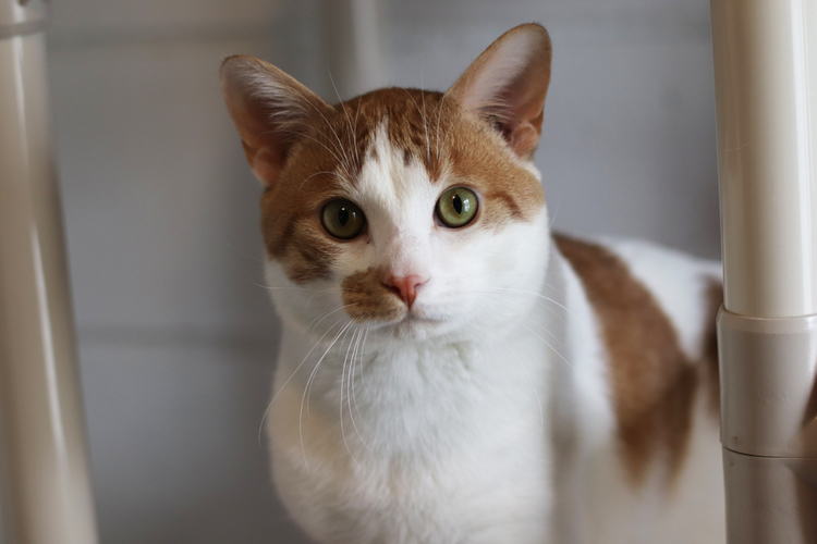 Last year, HSoMC placed close to 2,000 animals alone in the area. 