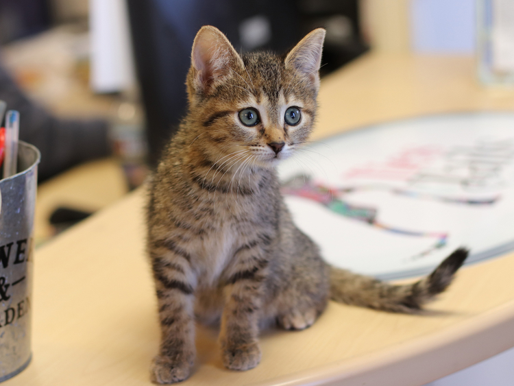 What are you doing reading this article? Come adopt me already.