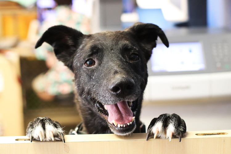 Hello there! Are you done reading yet? I'm available for adoption too.