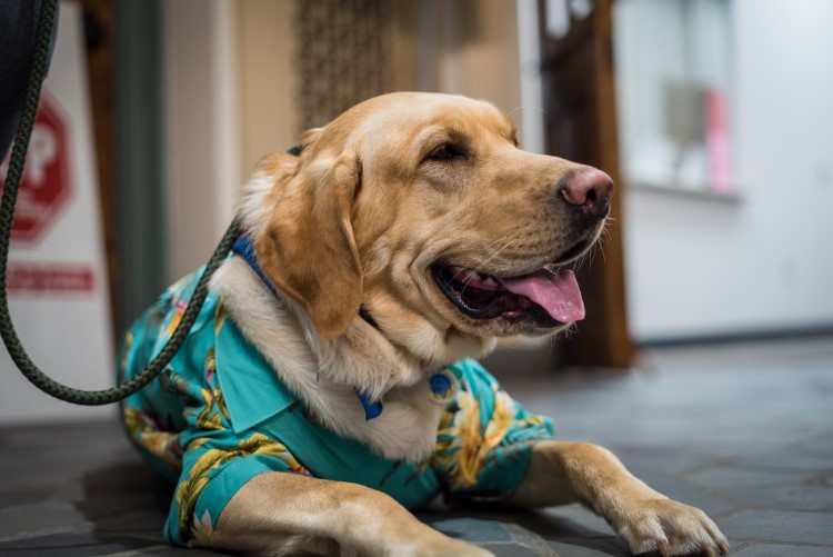 Clyde is so popular he has his own Facebook page and is often recognized around town.