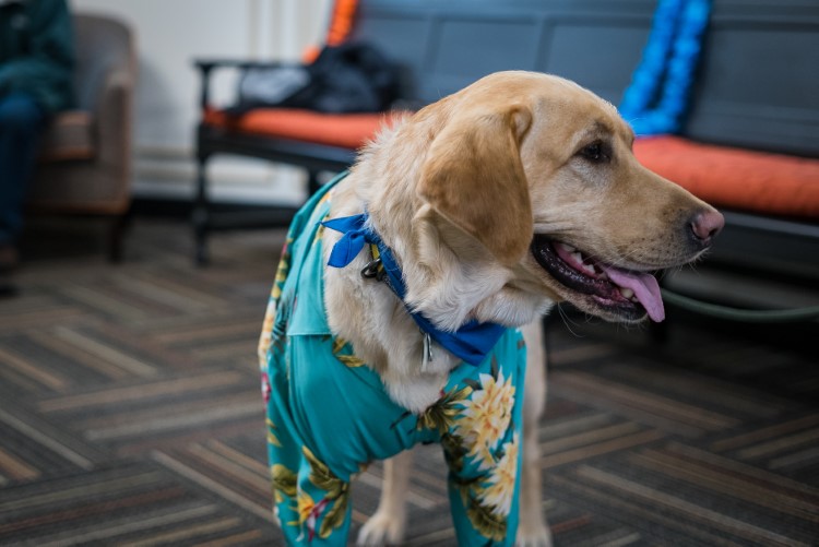 A dog's day at the office includes tail wags and high fives.