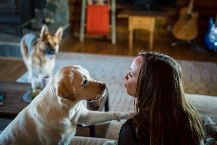 Cross now maintains a healthy client list of local pups and has seen her business grow 10 times since launching in 2016.